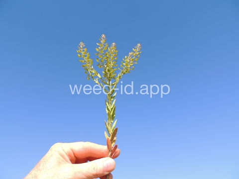 pepperweed, field